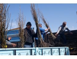 Çiftçilere 3 Bin 750 Adet Meyve Fidanı Dağıtıldı