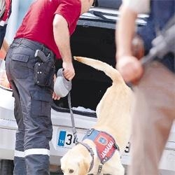 Villadaki Cesette Son Gelişme