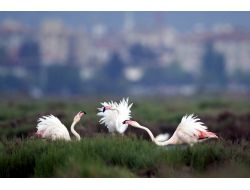 Karşıyaka Taraftarı: Flamingolar Bize Emanet