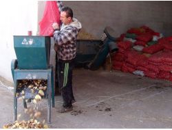 Saman Sıkıntısı Çeken Besiciler Hayvanlarını Patatesle Doyuruyor