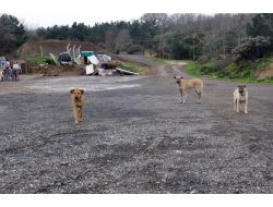 Kuduz Vakası Görülen Köy Karantinaya Alındı
