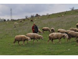 Balıkesirli Çobanlardan Üniversiteli Çoban Projesine Destek