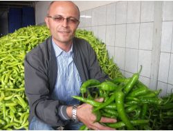 Serada Ürün Azaldı, Sivri Biber Sofraya 10 Liraya Geliyor