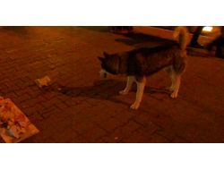 Oyuncak Kedi Köpekleri Korkuttu (Özel)