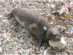 Koruma Altındaki Akdeniz Foku Avlanırken Görüntülendi