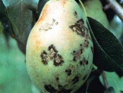 Yetkililer, Meyve Üreticilerini 'Karaleke' Hastalığına Karşı Uyardı