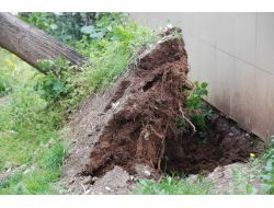 Körfezde Fırtına Ağaçları Söktü