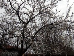 Kar Yağışı Çiçek Açan Meyve Ağaçlarına Zarar Verdi