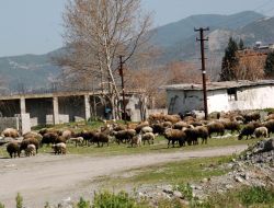 Kültür Sitesi Ahır Olmaktan Kurtuluyor