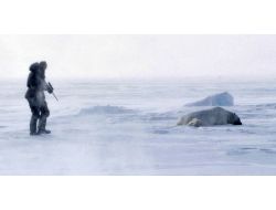 Rusya’da Her Yıl 200 Ayı Kaçak Avcıların Kurbanı