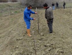 Meyve Üreticilerine Ağaç Budama Eğitimi