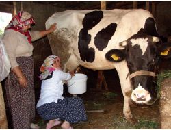 Sütün Litresinin 1 Nisan'da 1 Lira Olması Bekleniyor