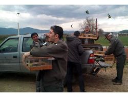 Sakalar Özgürlüğüne Kavuştu