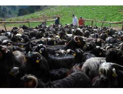 Anaç Keçiler, Halk Eliyle Belirleniyor