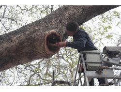 Musa Ağacının Bakımı Yapılıyor