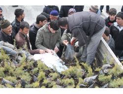 Dinar'da 5 Bin Sedir Fidanı Dağıtıldı