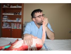 Ayağında Parçalı Kırık Olan Flamingo, Bursa'da Tedavi Edilecek