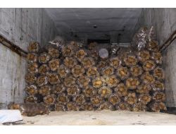 25 Bin Paket Kaçak Sigara Ele Geçirildi