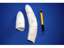 Mersin'de Deniz İneği Fosili Bulundu