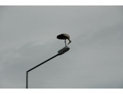 Leylekler İçin Apartmanın Çatısına Yuva Yaptı