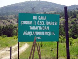 Çorum İl Özel İdaresi, 177 Bin Fidanı Toprakla Buluşturdu