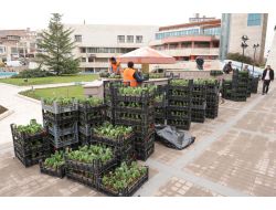 Altındağ'da Lale Dikimi Başladı