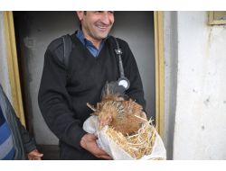 Yangın Çıkan Evde Kuluçkaya Yatan Tavuğu İtfaiye Kurtardı