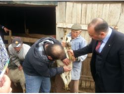 400 Kuzu Yetersiz Beslenme Ve Vitaminsizlikten Öldü