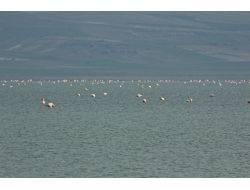 Seyfe Gölü Kuş Cenneti Yıllar Sonra Kuğu Ve Flamingoları Ağırlıyor
