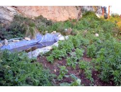 Mersin'de 53 Bin Kök Hint Keneviri