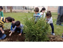 Miniklerin De Dikili Ağacı Oldu