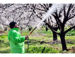 Malatya Kayısısını Don Vurdu