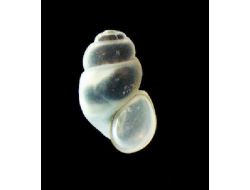 Kazdağları'nda Yeni Bir Canlı Türü Keşfedildi