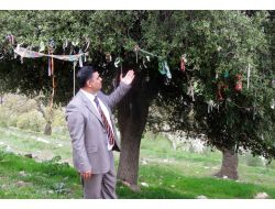 Vatandaş Palamut Ağacını Dilek Ağacına Çevirince Müftü Uyardı