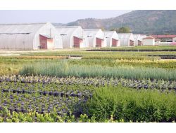 Bakanlık Geçen Yıl 470 Milyon Adet Fidan Üretti