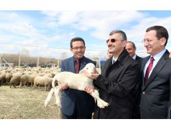 Taşköprü'de Küçükbaş Hayvancılık Desteklerle Yaygınlaştırılıyor