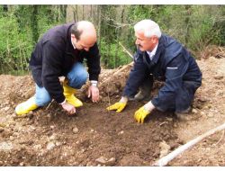 Kivi Karadeniz'de Çiftçinin En Önemli Gelir Kaynağı Haline Geldi