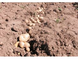 Muğla’da Çiftçilere 15 Ton Patates Tohumu Dağıtıldı