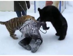 Ayı Ve Kaplanla Böyle Güreş Tuttu