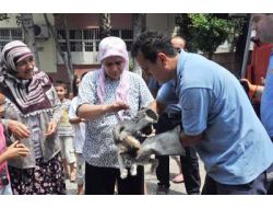 Kedi Şikayetleri Tavan Yaptı