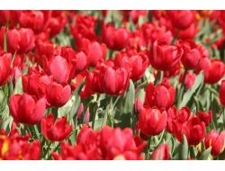 İstanbul’da Lale Festivali Başlıyor