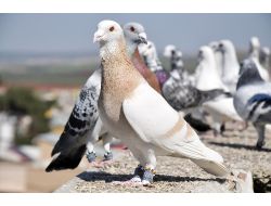 SAVAŞIN GÖLGESİNDE..