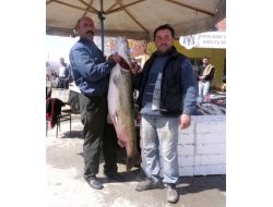 Dev Turna Balığı Görenleri Şaşırttı