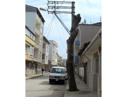 Tepesi Kesilen Ağaçlar Küstü