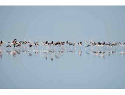 Tuz Gölü'nde 41 Bitki Türü Tespit Edildi