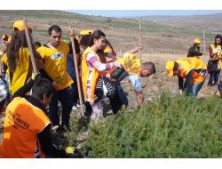 40 Kişinin Karbondioksitini Bir Çam Ağacı Oksijene Dönüştürüyor