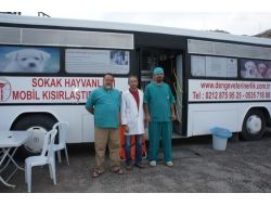 Sokak Hayvanları Kısırlaştırılıyor