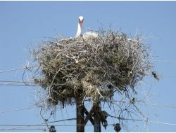 Baharın Müjdecisi Leylekler, Ovalara İndi