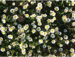 Baharın Müjdecisi Kır Çiçekleri Açtı