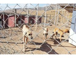 Mardin’de 3 Yılda 2 Bin Sokak Hayvanının Tedavisi Yapıldı